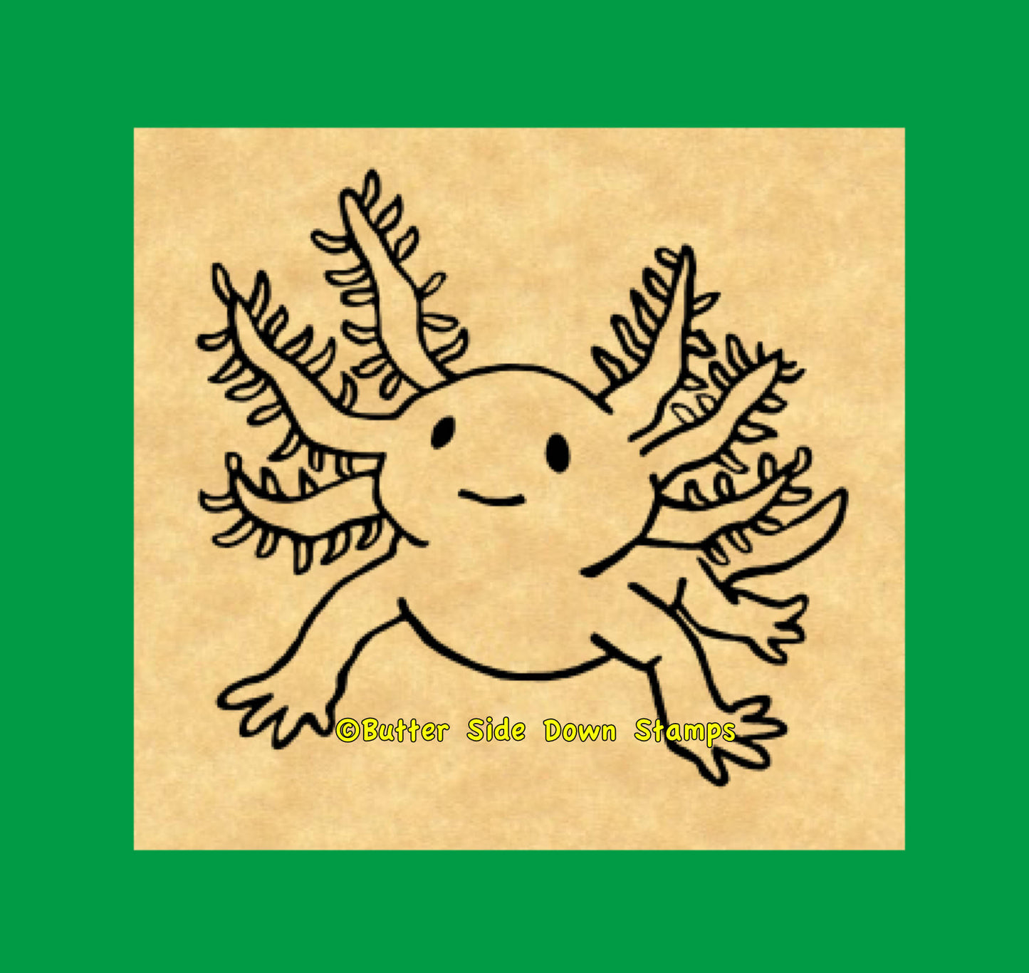 Axolotl salamander view from the front