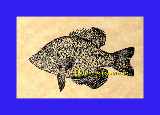 Calico bass or Black Crappie