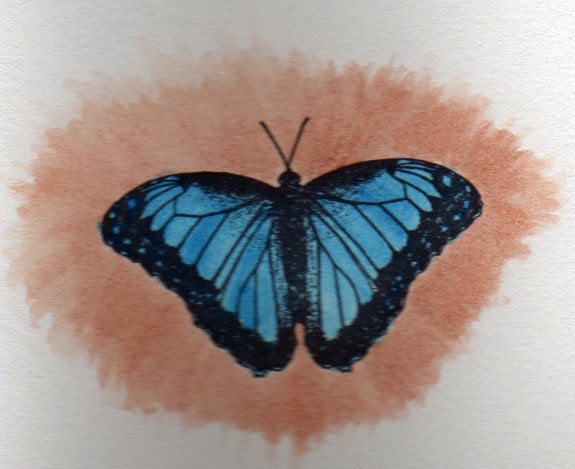 Painted blue morpho.
