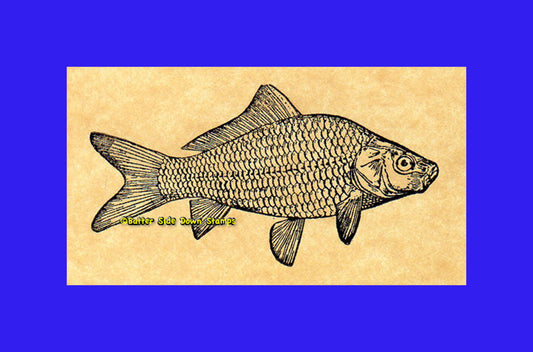 Carp Freshwater Fish