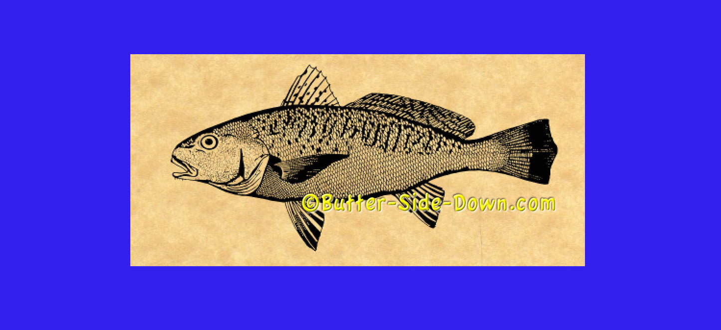 Atlantic Croaker Fish Rubber Stamp