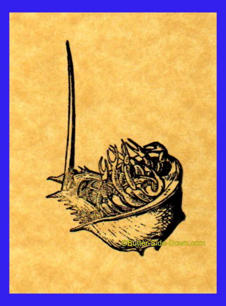 Atlantic Horseshoe Crab Stamp