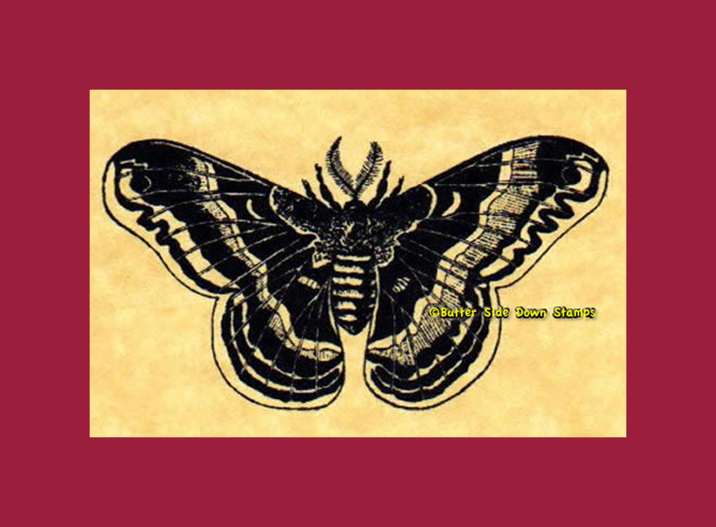Promethea Silkmoth (Callosamia promethea)
