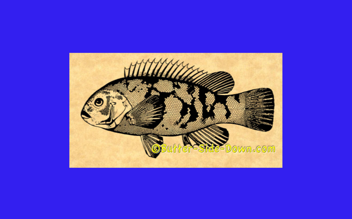 Tautog rubber stamp