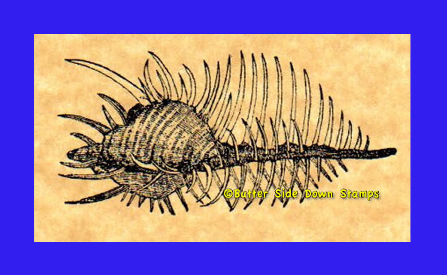 Venus Comb Murex Shell Rubber Stamp