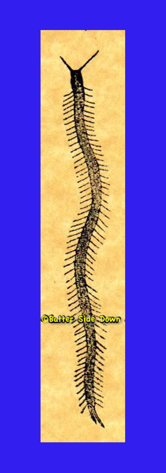 Crawling Millipede rubber stamp