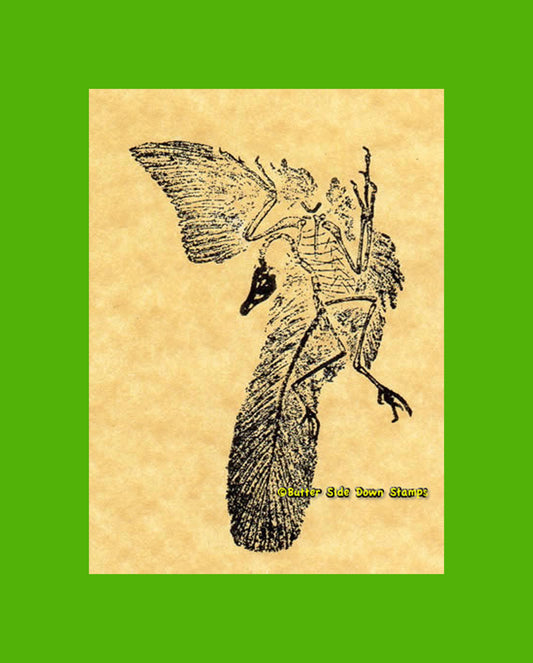 Archaeopteryx Fossil Bird Rubber Stamp