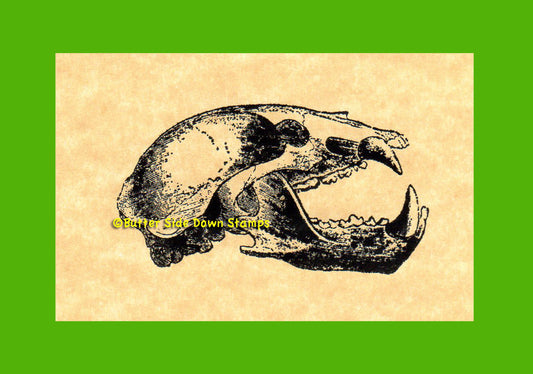 Ursus americanus bear skull