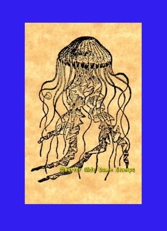 Chrysaora hysoscella or the Compass Jellyfish