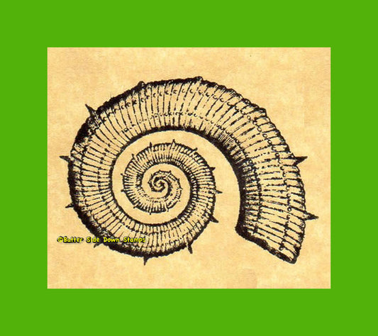 Crioceras Ammonite Rubber Stamp