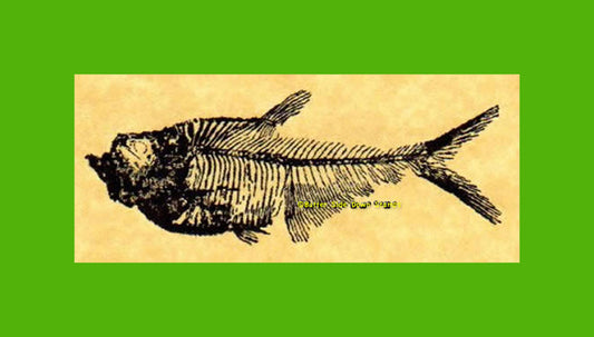 Diplomystus Eocene Green River Fossil Fish Rubber Stamp