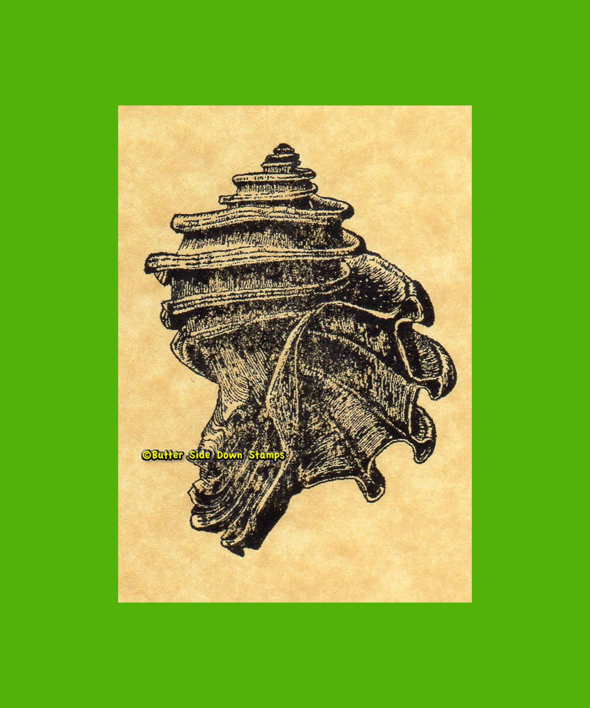 Ecphora Fossil Shell Rubber Stamp – Butter Side Down