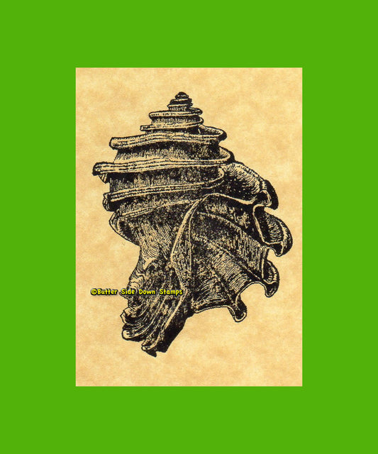 Ecphora Fossil Shell Rubber Stamp