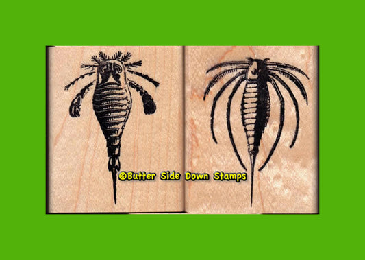 Fossil Eurypterid Rubber Stamp Set