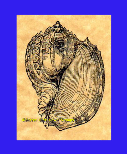Indo-Pacific Harp Shell Rubber Stamp