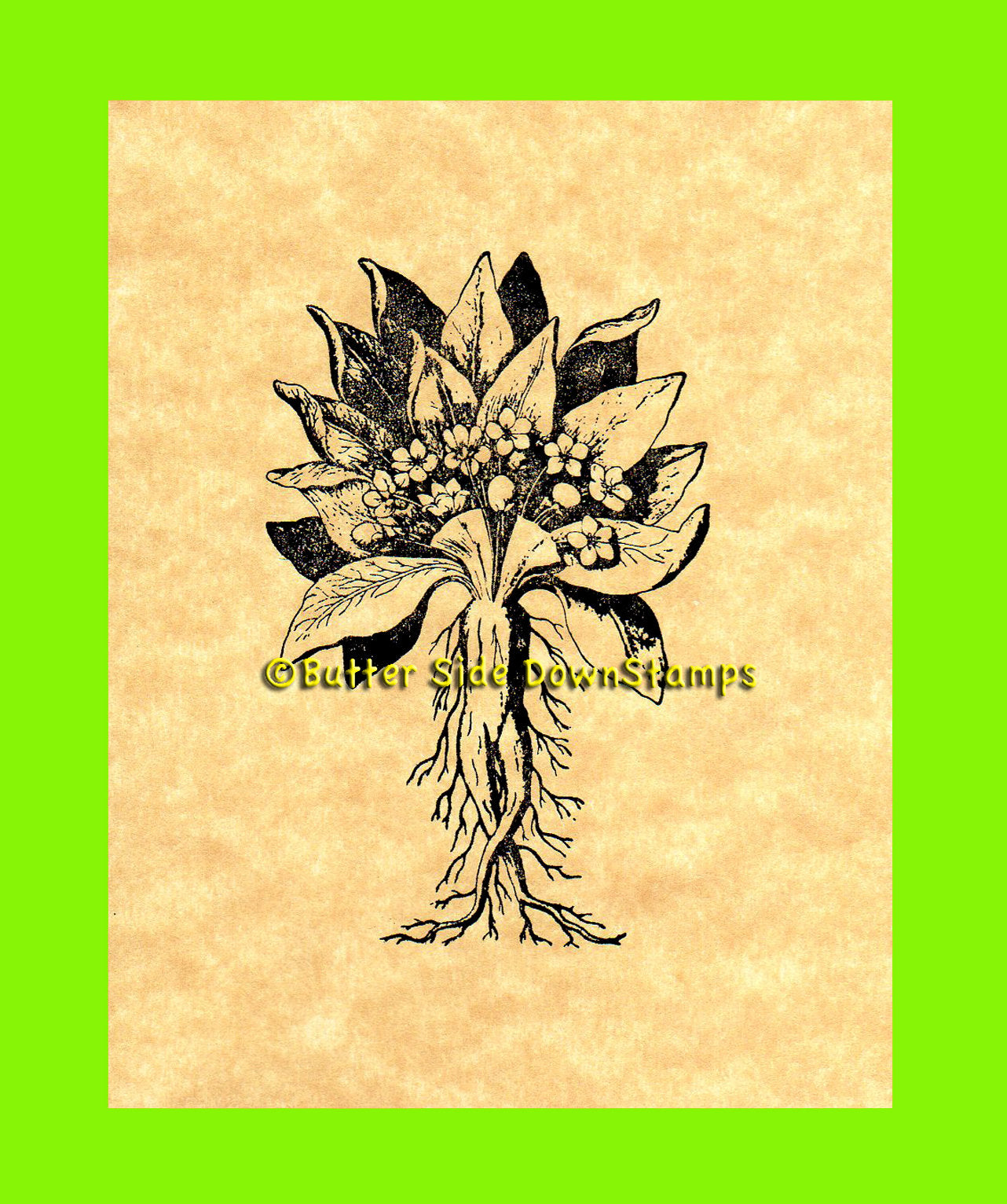 Mandrake Root Rubber Stamp