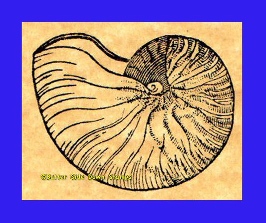 Nautilus Shell Rubber Stamp