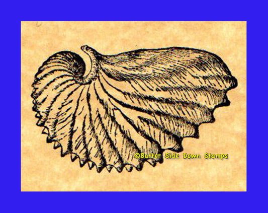Paper Nautilus Shell Rubber Stamp