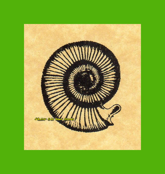 Perisphinctes Ammonite Rubber Stamp