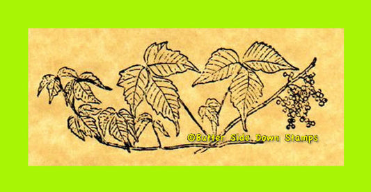 Poison ivy vine with berries rubber stamp