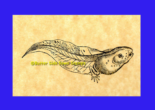 Pollywog Tadpole Rubber Stamp