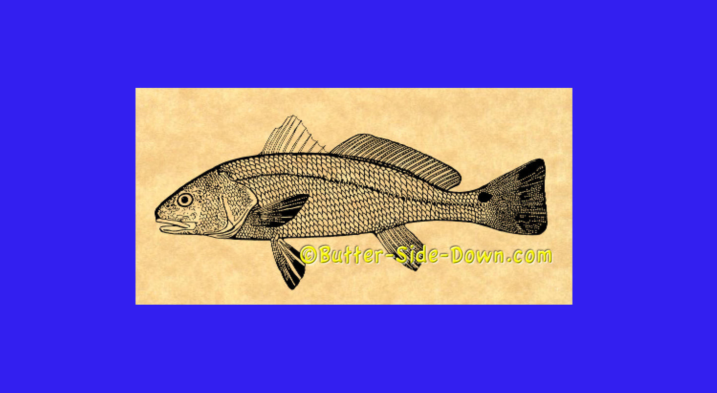 Red Drum Fish rubber stamp