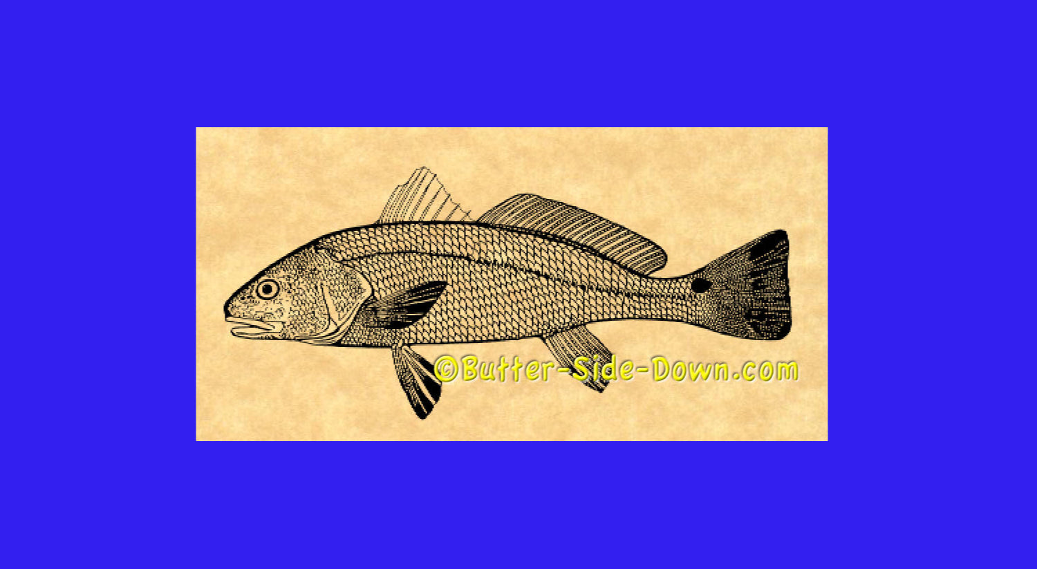 Red Drum Fish rubber stamp