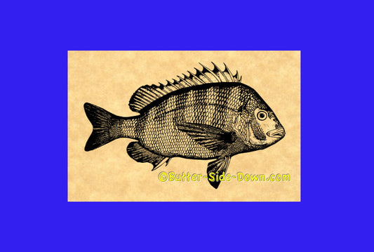 Sheepshead fish rubber stamp