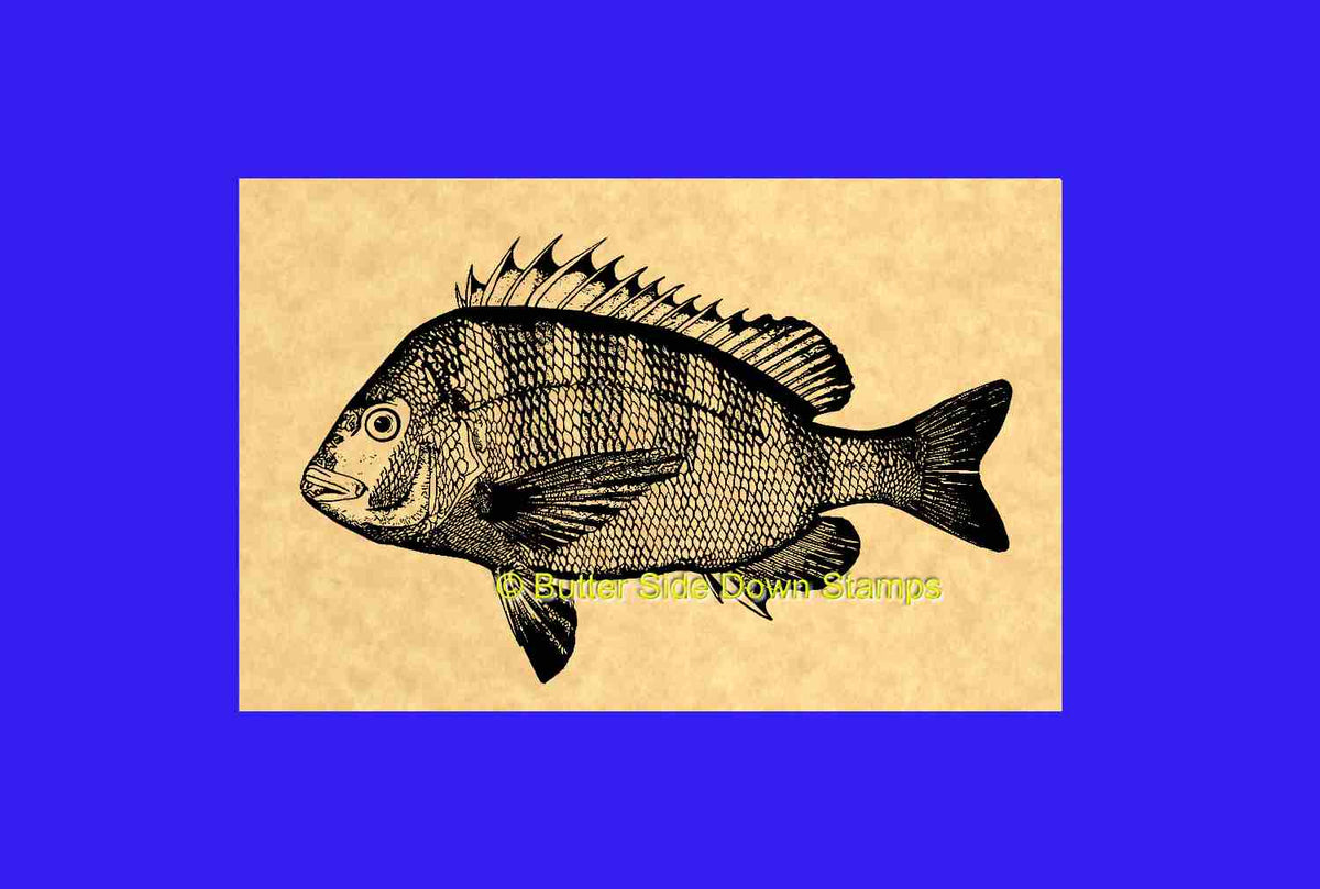 Sheepshead Fish Rubber Stamp