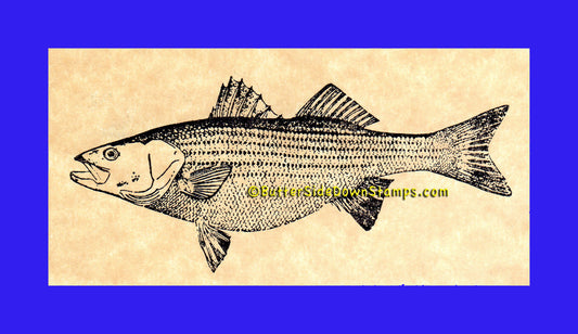 Striped Bass Game Fish Rubber Stamp