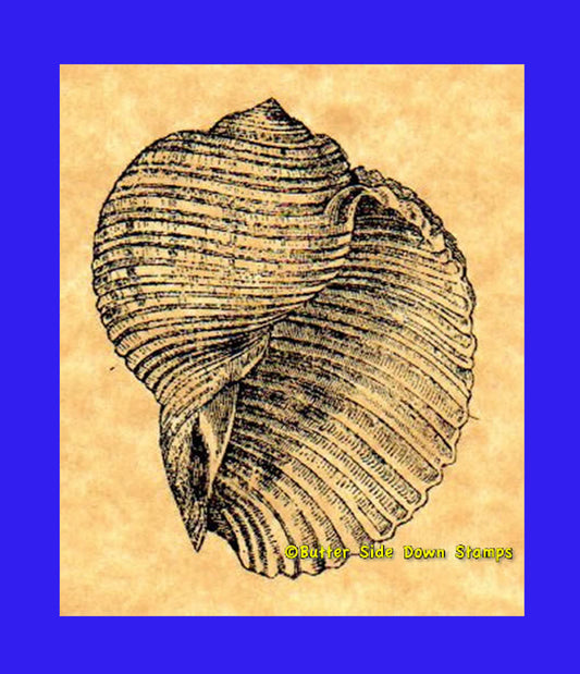 Tun snail Shell Rubber Stamp