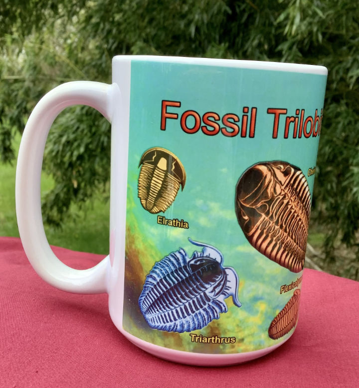 fossil trilobites