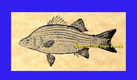 White Bass Rubber Stamp