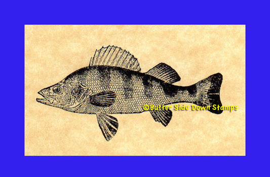 Yellow Perch Game Fish Rubber Stamp