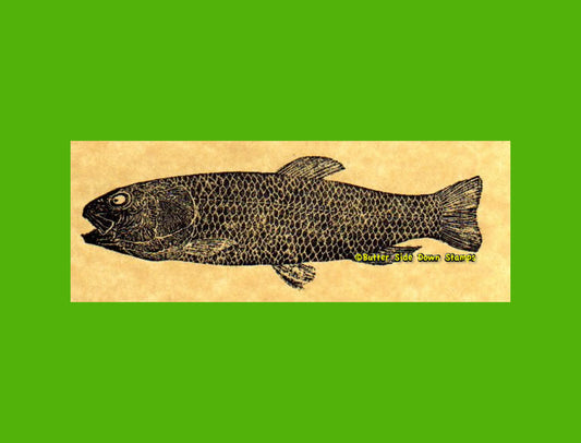 Teleost Fossil Fish Rubber Stamp